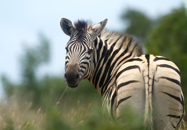 Safari Experience at Rhino & Lion Park