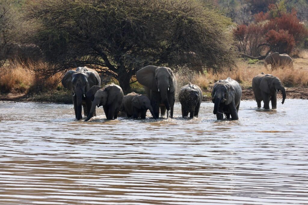 Elephant Sanctuary Tour