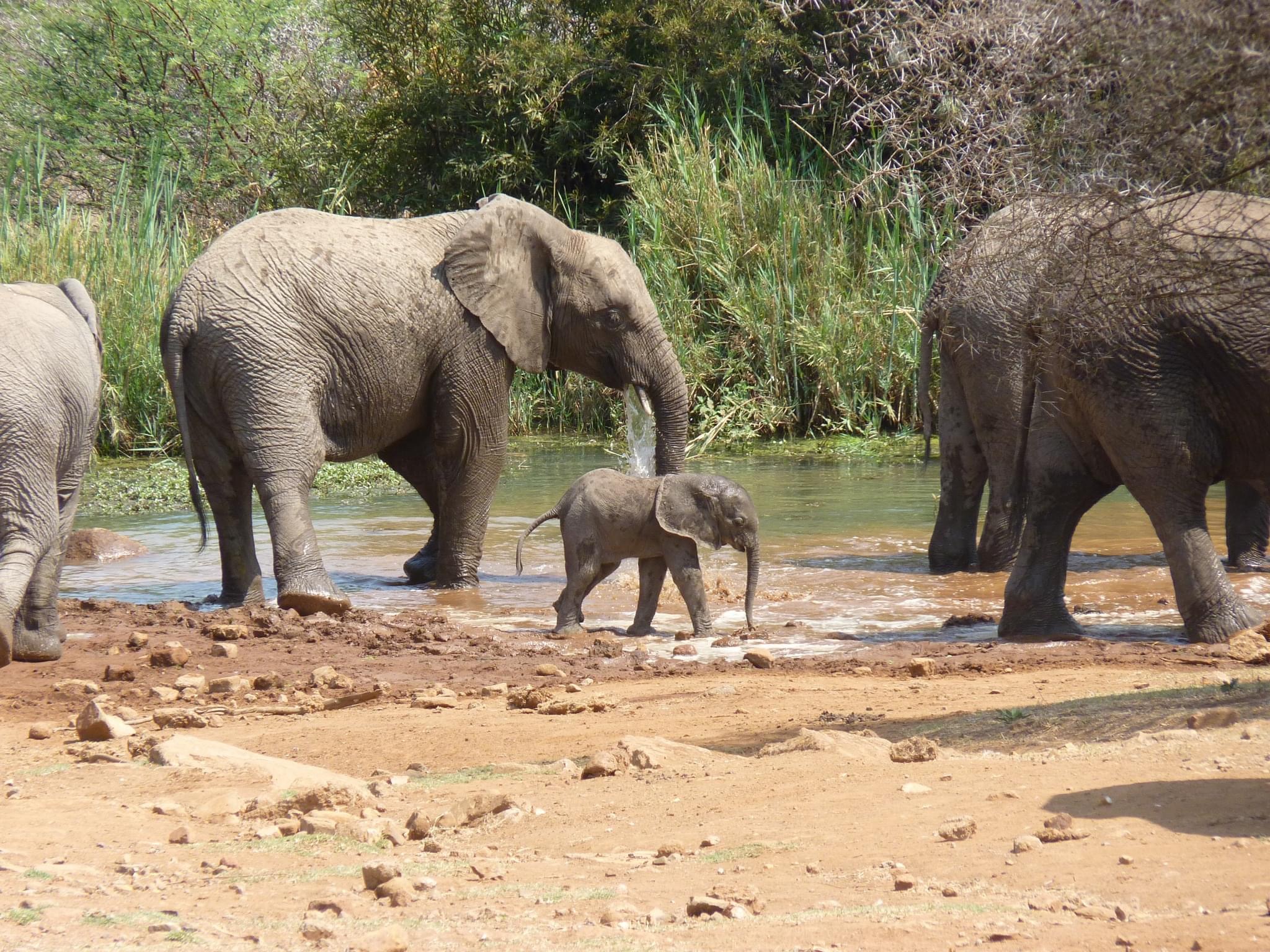 Elephant Sanctuary Tour