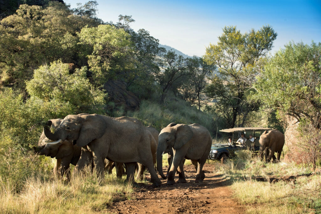 Pilanesberg Safari Experience