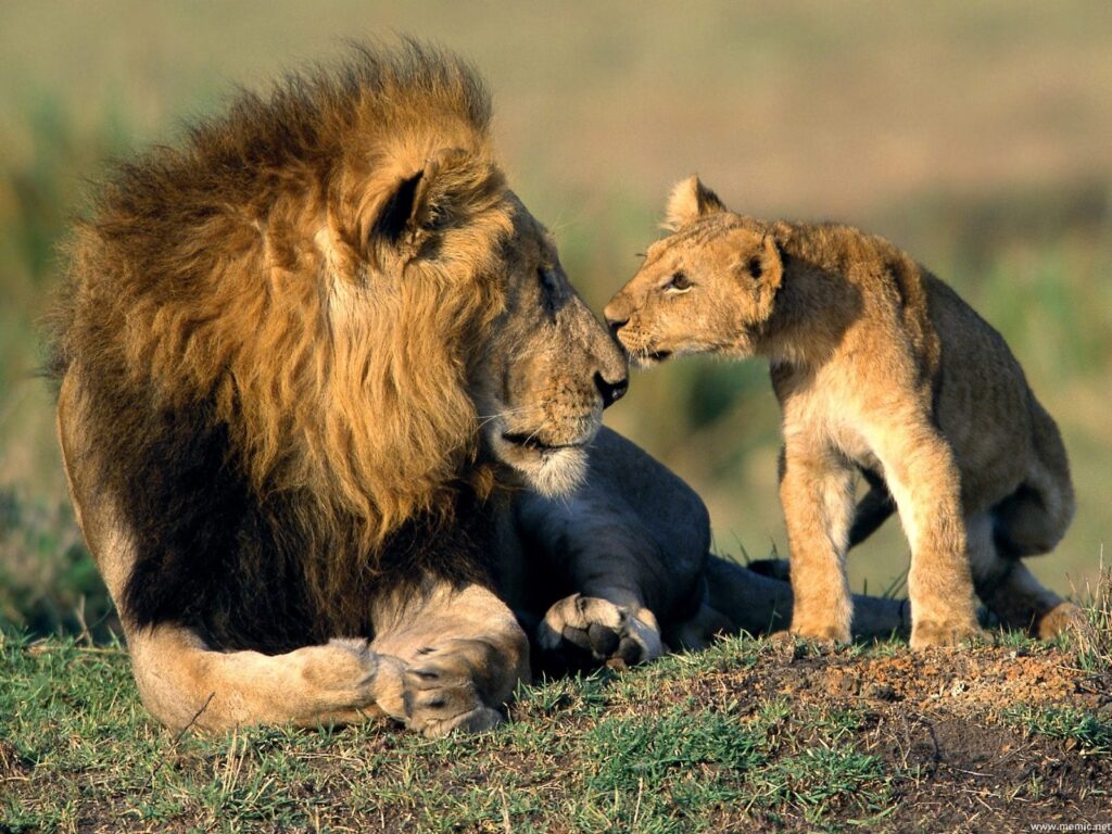 Pilanesberg Safari Experience